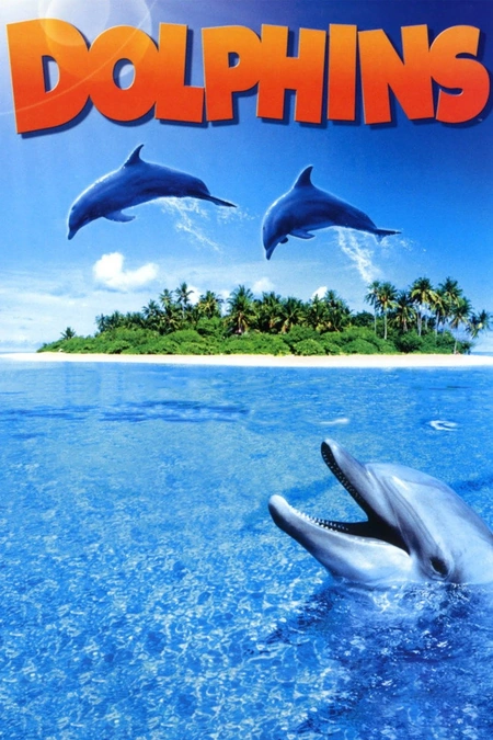 海豚海报